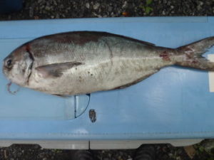 メダイ釣りの仕掛けと釣り方！時期は？