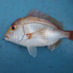 レンコダイの仕掛けと釣り方!マダイとの違いは?