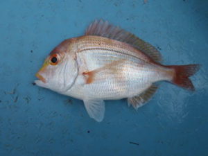 レンコダイの仕掛けと釣り方!マダイとの違いは?