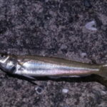 キス釣りの夜の投げ釣りでは大型が狙える！