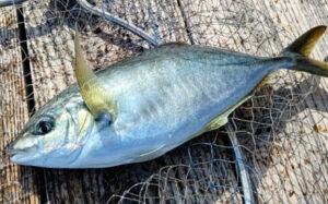 シマアジ釣りの時期!アジとの違いは?