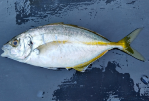 シマアジ釣りの仕掛けと釣り方・エサ【船】