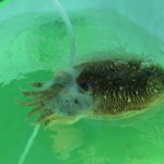 スミイカのテンヤ仕掛けと釣り方【シャコテンヤ】