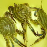 ワタリガニ釣りの時期・時間帯
