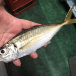 ライトアジの仕掛けと釣り方のコツ