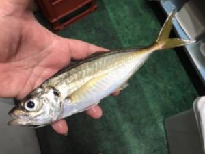 ライトアジの仕掛けと釣り方のコツ