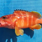 アカハタ釣りの仕掛けと釣り方【船のエサ釣り】