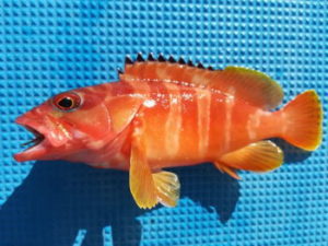 アカハタ釣りの仕掛けと釣り方【船のエサ釣り】