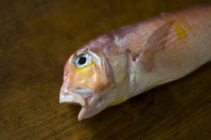 アマダイの天秤仕掛けと釣り方のコツ【ライトアマダイ】