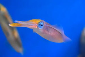 アオリイカの中オモリ仕掛けと釣り方