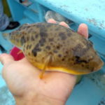 食わせフグの仕掛けと釣り方【湾フグ】