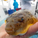 ヒガンフグ(アカメフグ)釣りの仕掛けと釣り方
