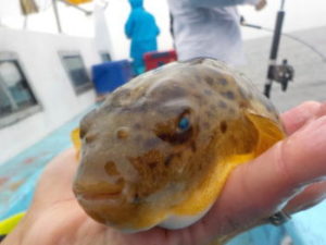 ヒガンフグ(アカメフグ)釣りの仕掛けと釣り方