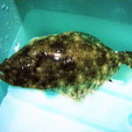 ライトヒラメの仕掛けと釣り方