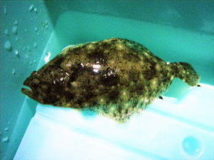 ライトヒラメの仕掛けと釣り方