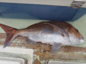 一つテンヤ仕掛けと釣り方・エサ【マダイ】