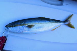 イカ泳がせ釣りの仕掛けと釣り方