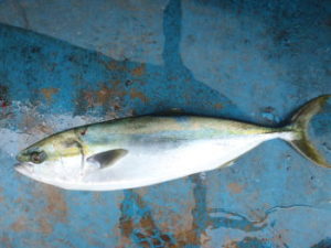 イナダ五目釣りの仕掛けと釣り方