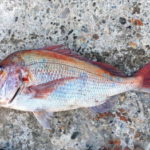 ショアラバの仕掛けと釣り方