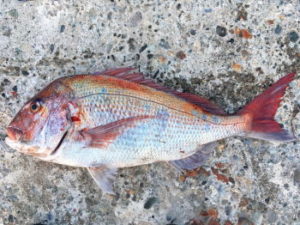 ショアラバの仕掛けと釣り方