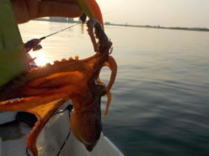 冬のエギタコ釣りの仕掛けと釣り方【船】