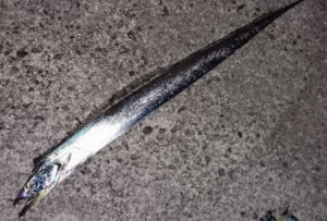 スローワインドの仕掛けと釣り方【タチウオ】