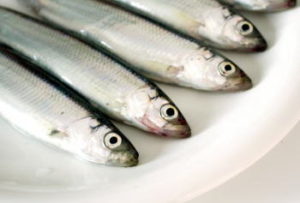 チカ釣りの仕掛け(サビキ・ウキ)と釣り方のコツ