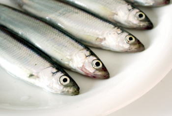 チカ釣りの仕掛け サビキ ウキ と釣り方のコツ