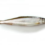 チカ釣りの時期と時間帯のおすすめは?