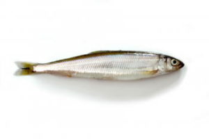 チカ釣りの時期と時間帯のおすすめは?