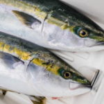 ワラサのコマセ釣り仕掛けと釣り方