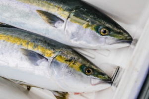 ワラサのコマセ釣り仕掛けと釣り方
