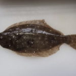 ヒラメ釣りの船での泳がせ釣り仕掛けと釣り方