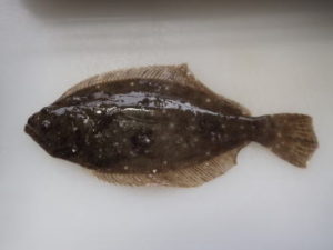 ヒラメ釣りの船での泳がせ釣り仕掛けと釣り方