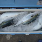 ブリのイカ泳がせ釣り仕掛けと釣り方【船】