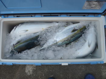 ブリのイカ泳がせ釣り仕掛けと釣り方 船