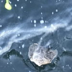 カレイの船釣り仕掛けと釣り方・エサ