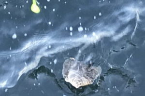 カレイの船釣り仕掛けと釣り方・エサ