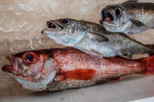 ライト深場の仕掛けと釣り方