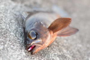 メバルのウキ釣り仕掛けと釣り方・ポイント