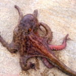 タコ釣りは冬から春にかけてもできる!仕掛けと釣り方は?