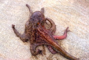 タコ釣りは冬から春にかけてもできる！仕掛けと釣り方は？