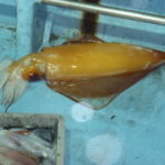 タルイカ釣りの時期【ソデイカ】