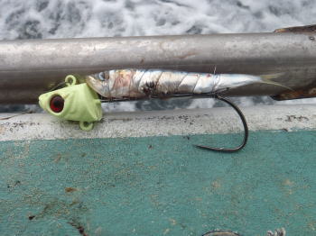 タチウオテンヤへのエサの付け方 イワシ サンマはよく釣れる