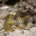 アオリイカのヤエン仕掛けと釣り方