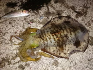 アオリイカのヤエン仕掛けと釣り方