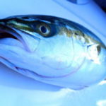 ハマチジギングの仕掛け(タックル)と釣り方