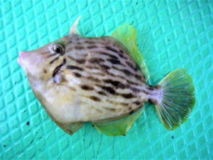 カワハギ釣りの仕掛けと釣り方のコツ【船】