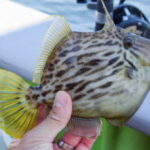 カワハギの釣り方のコツ!「タタキ」「たるませ」「聞き上げ」の方法は?
