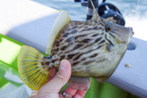 カワハギの釣り方のコツ!「タタキ」「たるませ」「聞き上げ」の方法は?